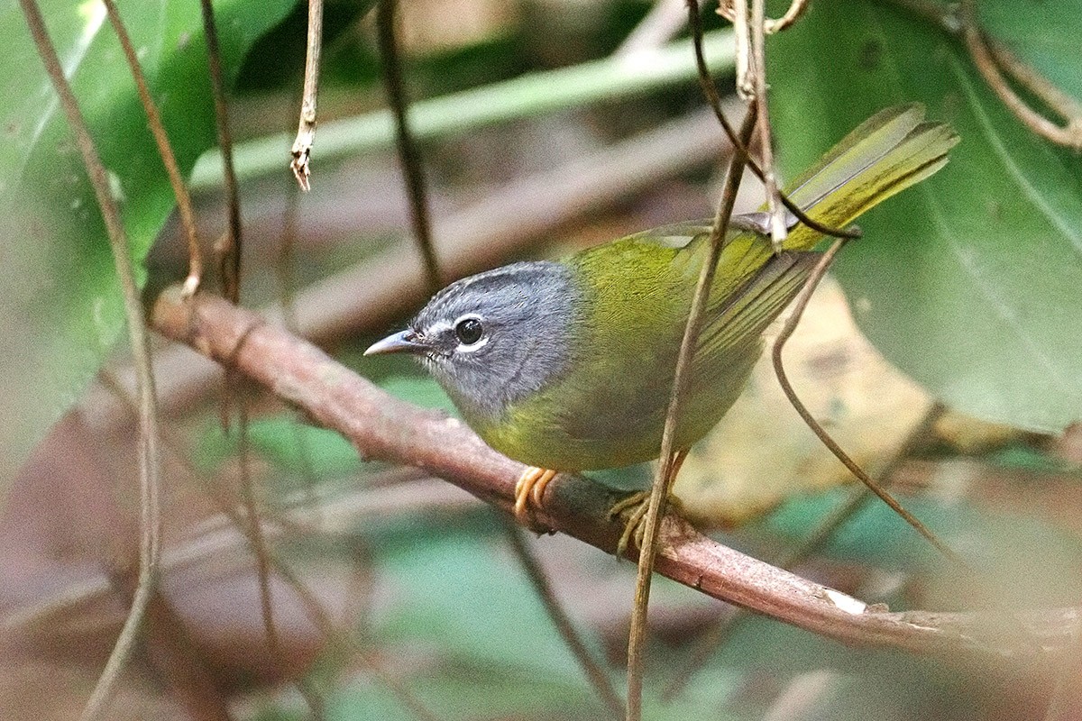 White-lored Warbler - ML637647352
