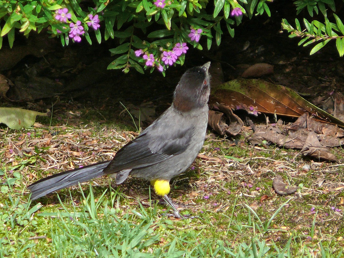 Yellow-thighed Brushfinch - ML637647368