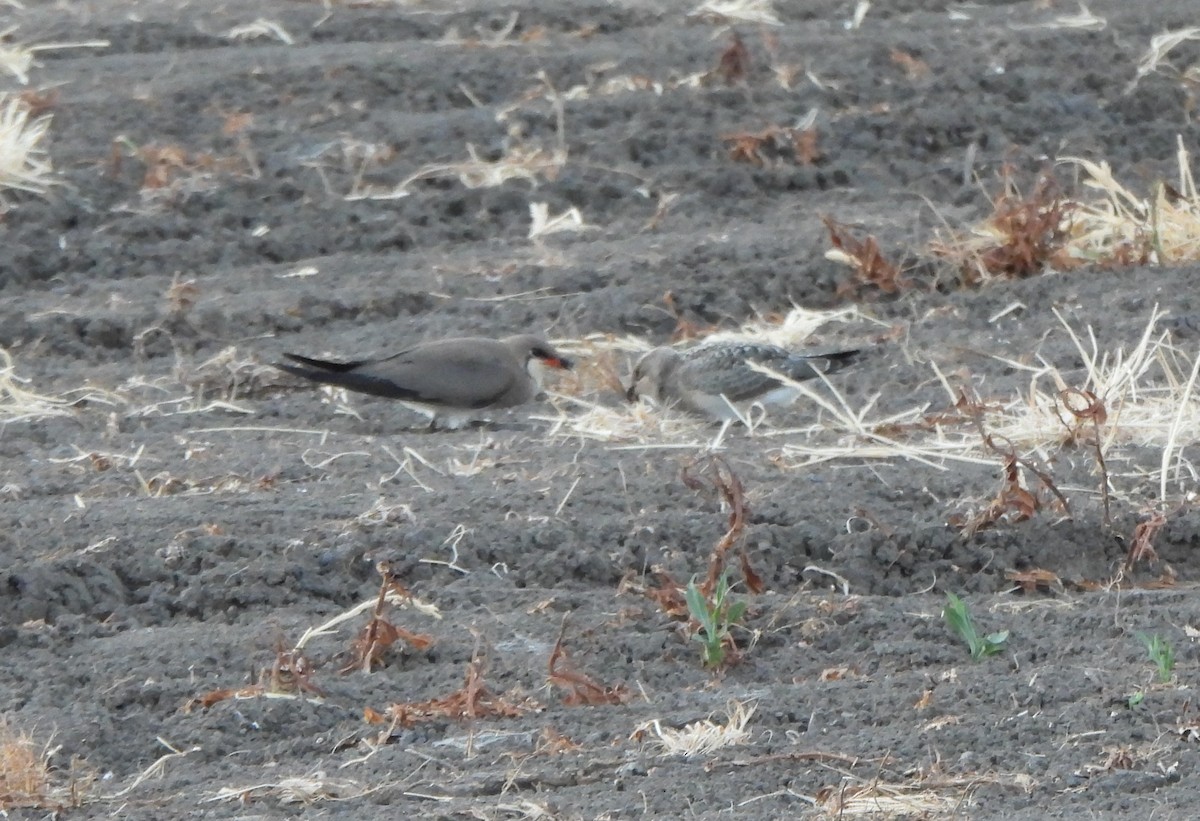 Collared Pratincole - ML637647403