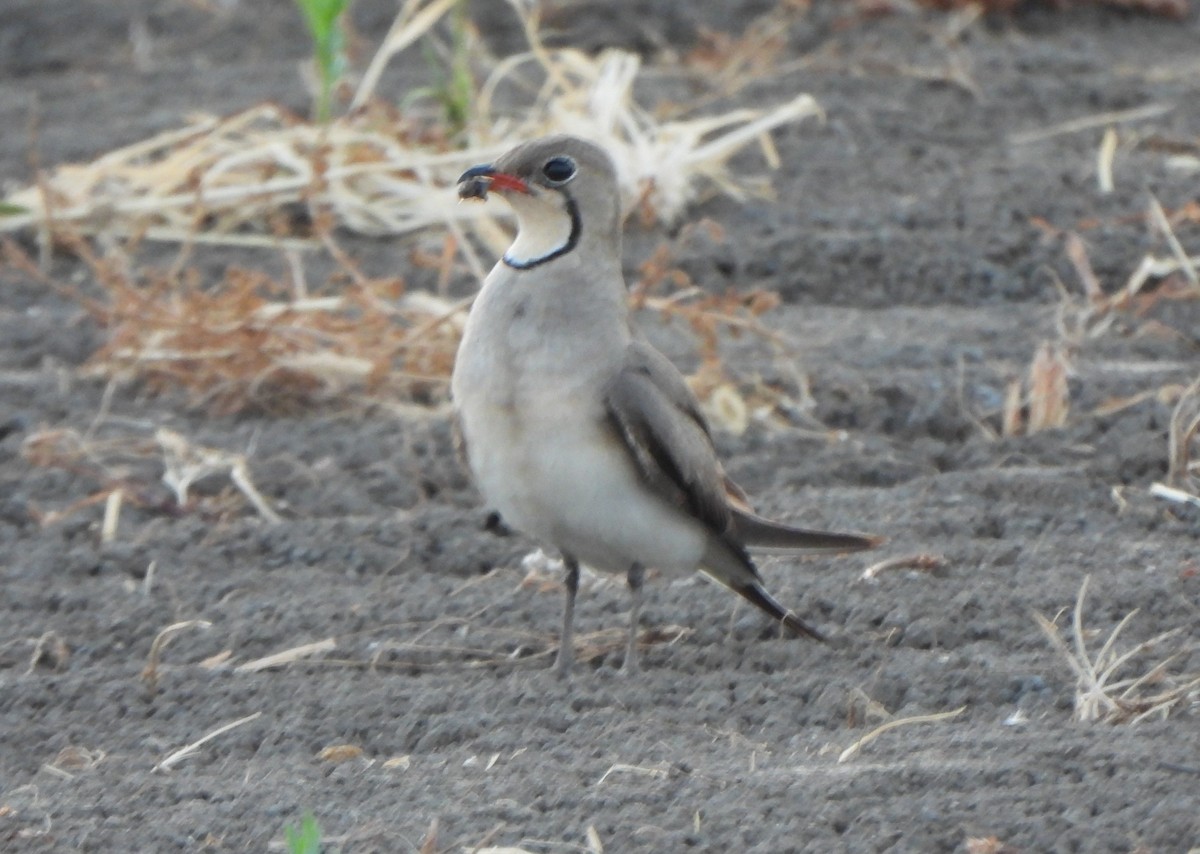 Collared Pratincole - ML637647405