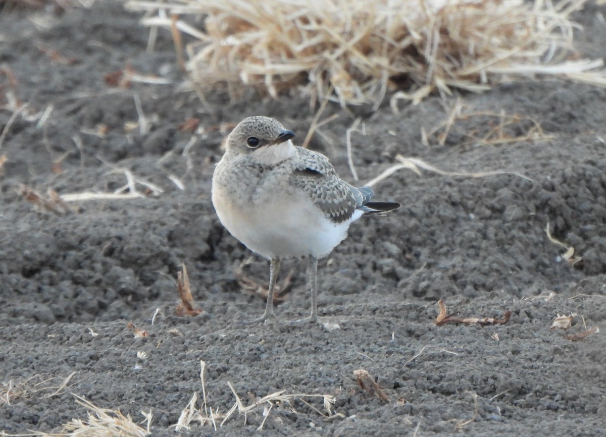 Collared Pratincole - ML637647406