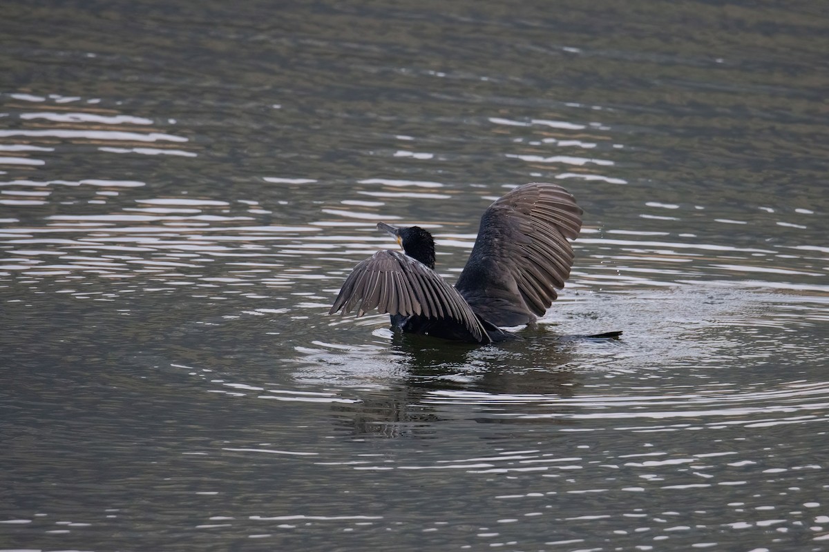 cormorant sp. - ML637647409
