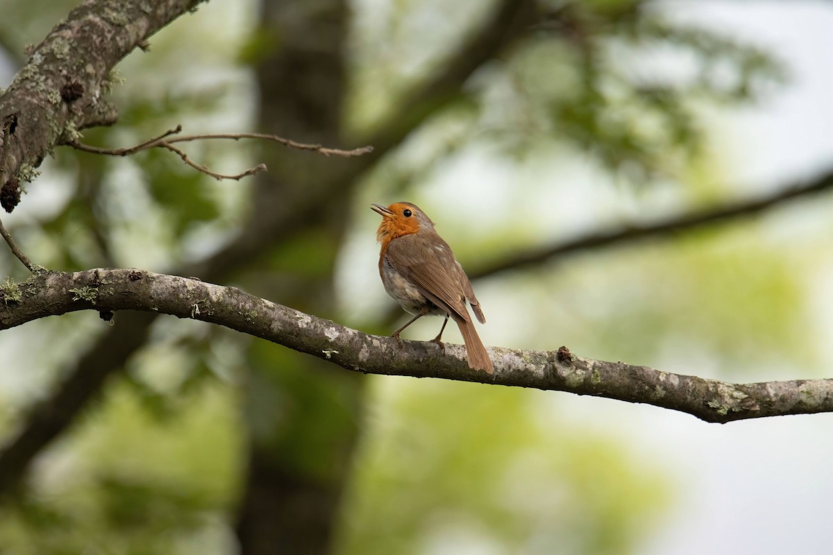 European Robin - ML637647411