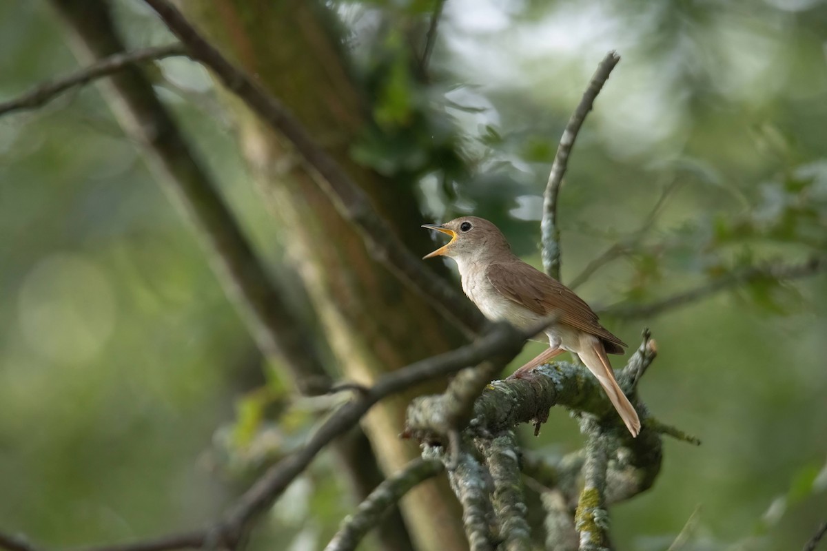 Common Nightingale - ML637647414