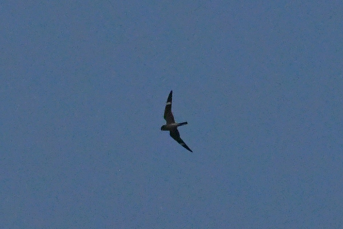 Common Nighthawk - ML637647449