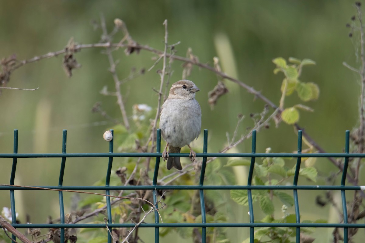House Sparrow - ML637647495