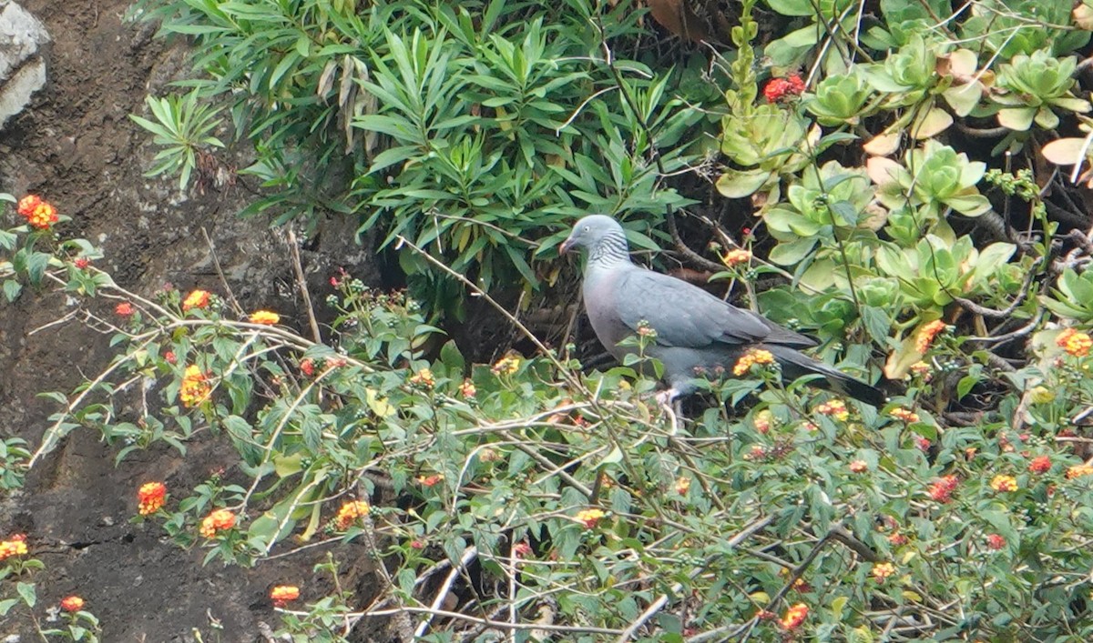 Trocaz Pigeon - ML637647509