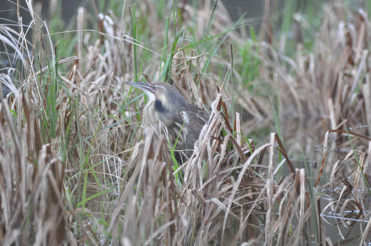 American Bittern - ML637647510