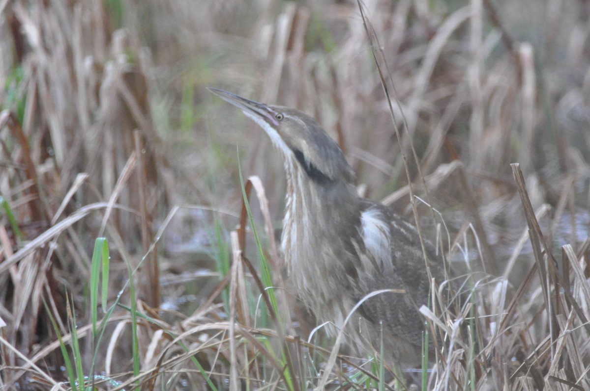 American Bittern - ML637647511