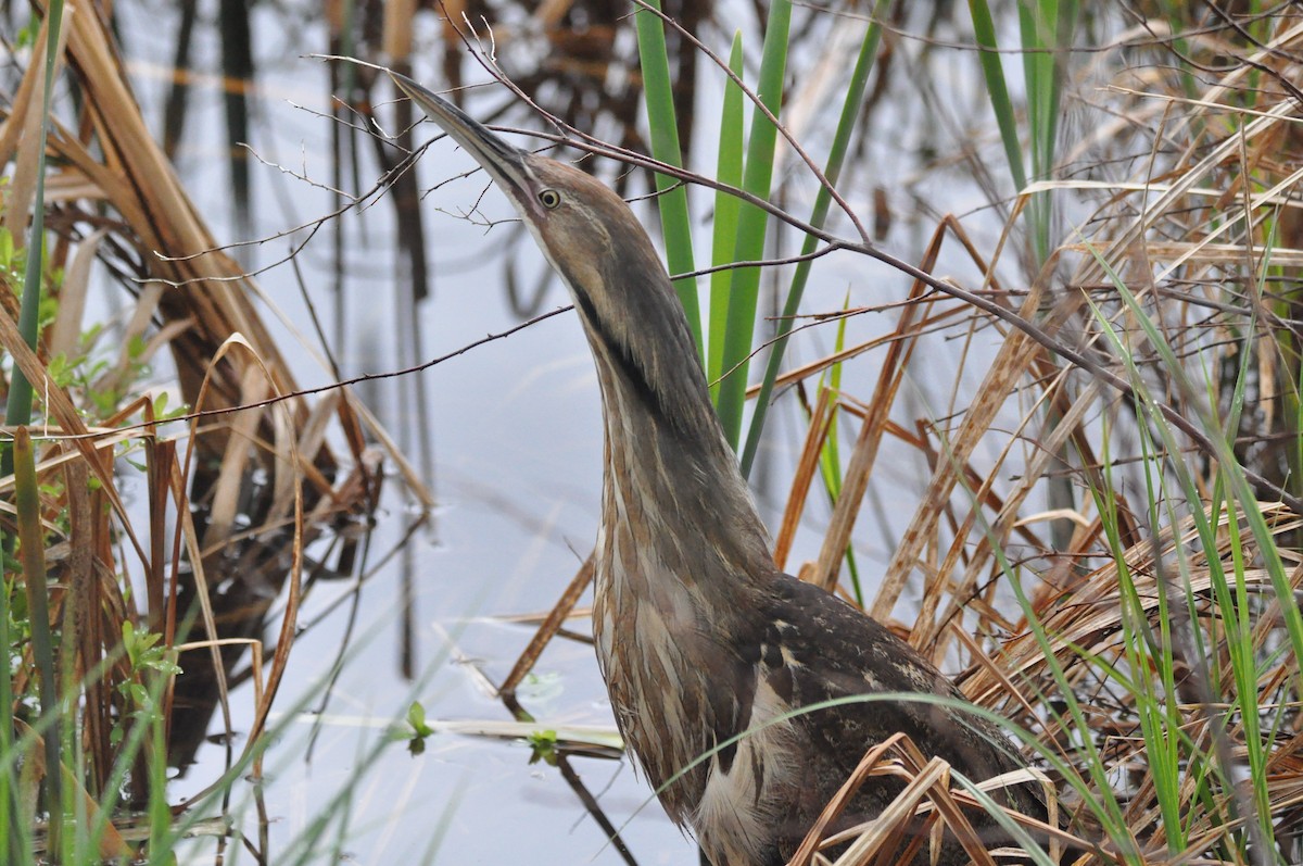 American Bittern - ML637647512