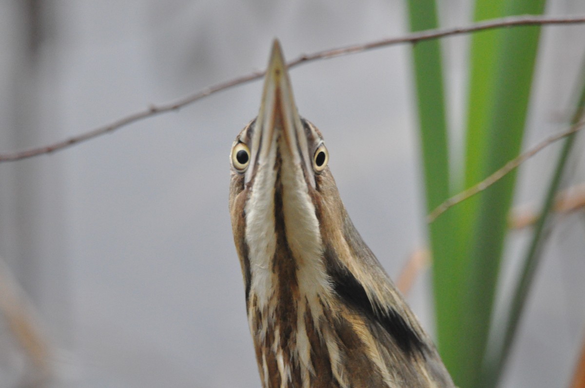 American Bittern - ML637647514