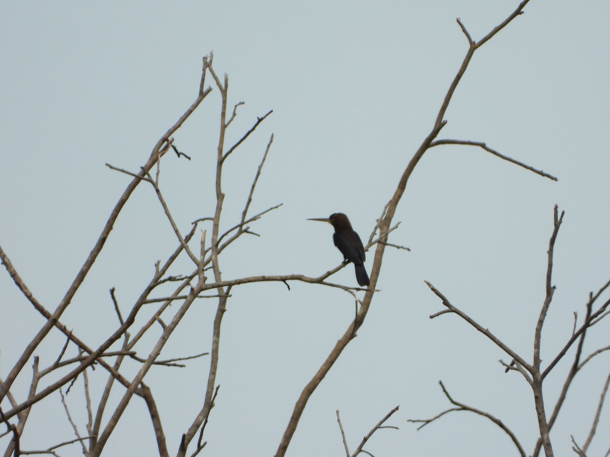 Brown Jacamar - ML637647526