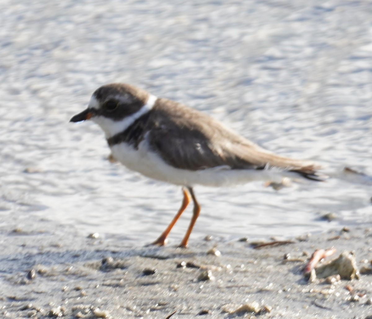 Semipalmated Plover - ML637647531