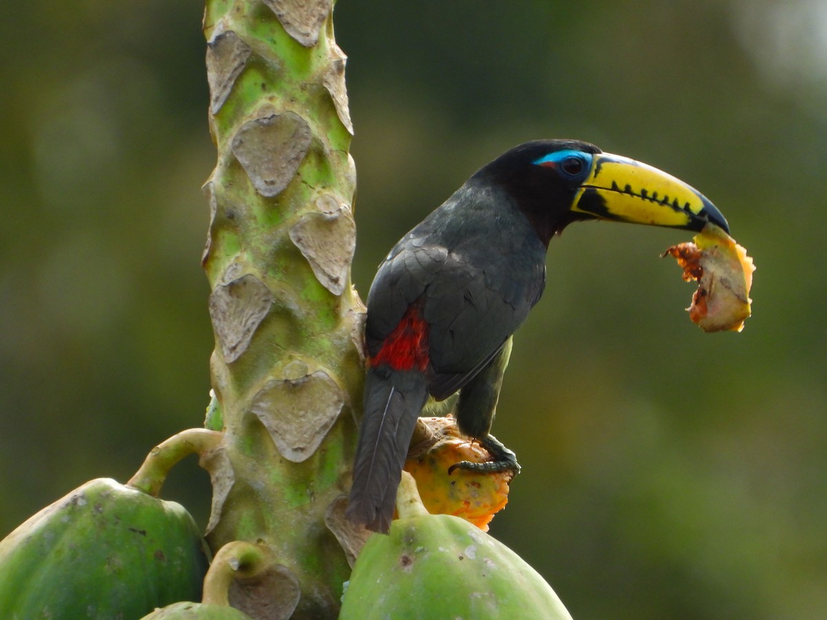 Lettered Aracari - ML637647533
