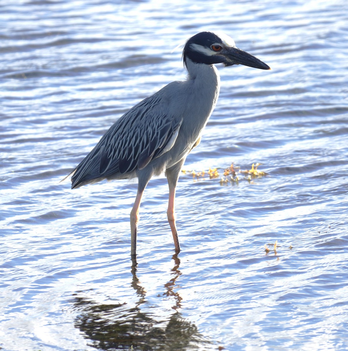 Yellow-crowned Night Heron - ML637647534