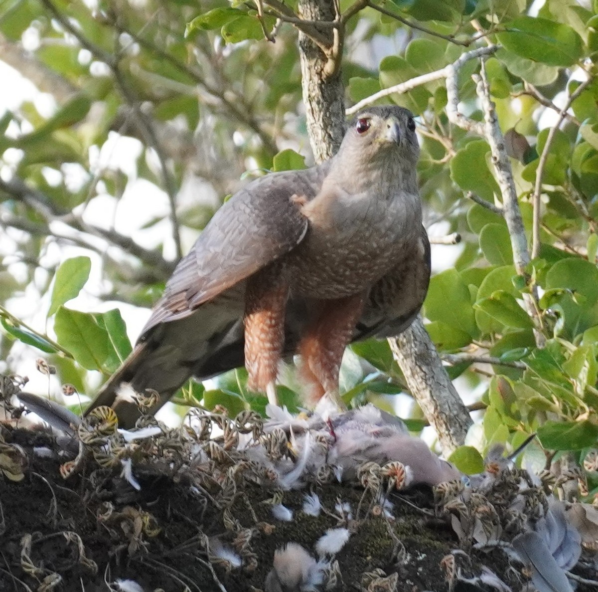 Cooper's Hawk - ML637647548