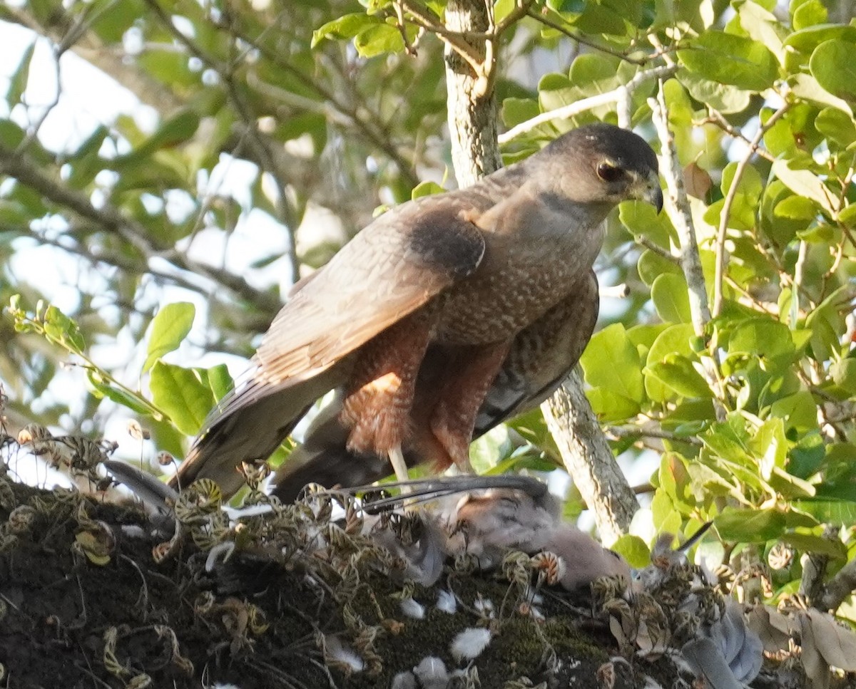 Cooper's Hawk - ML637647549