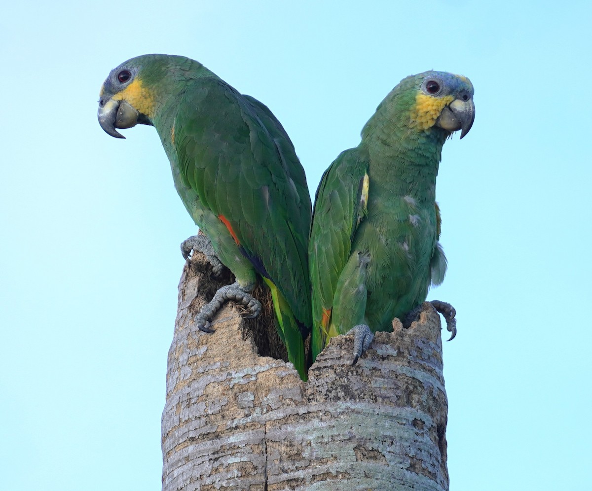 Orange-winged Amazon - ML637647556