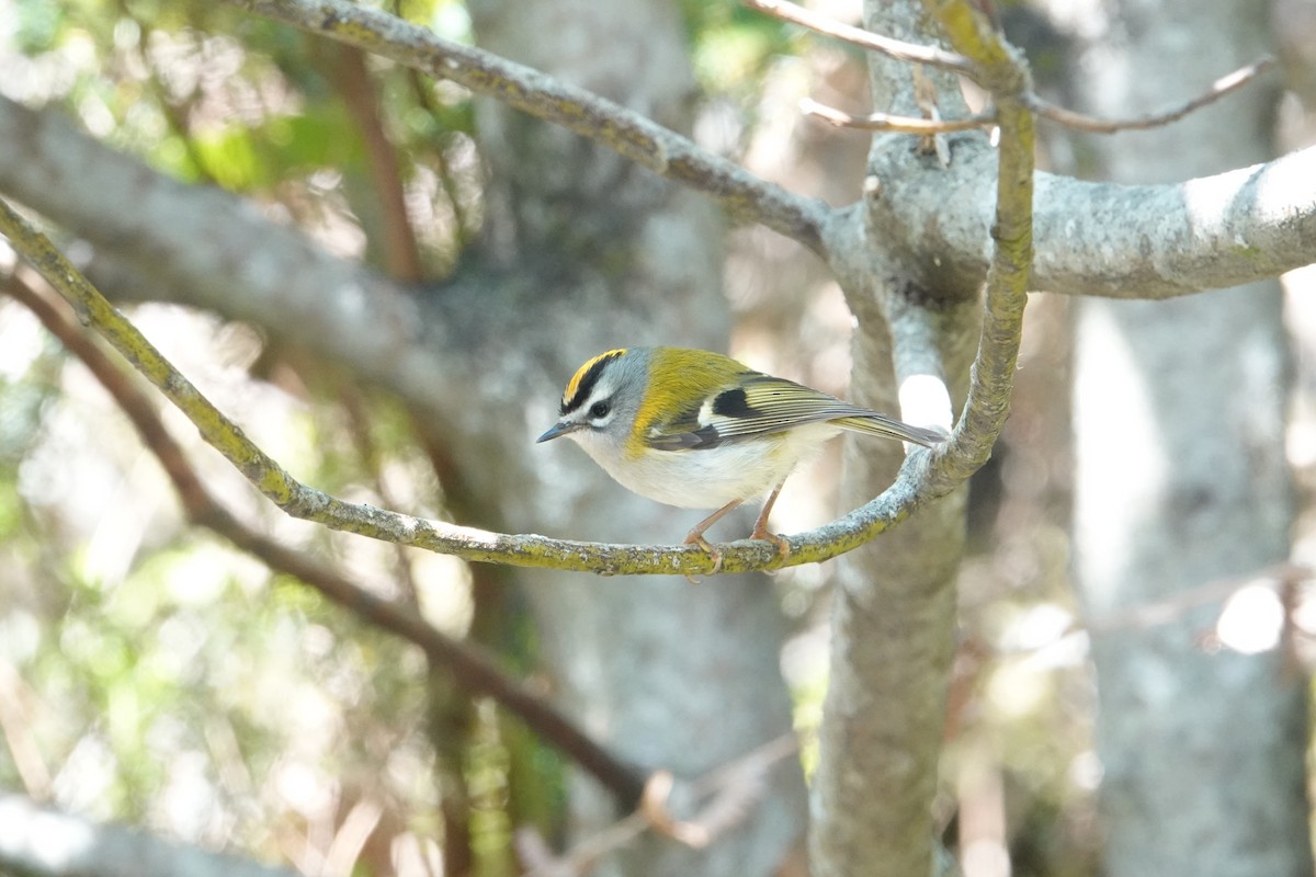 Madeira Firecrest - ML637647563