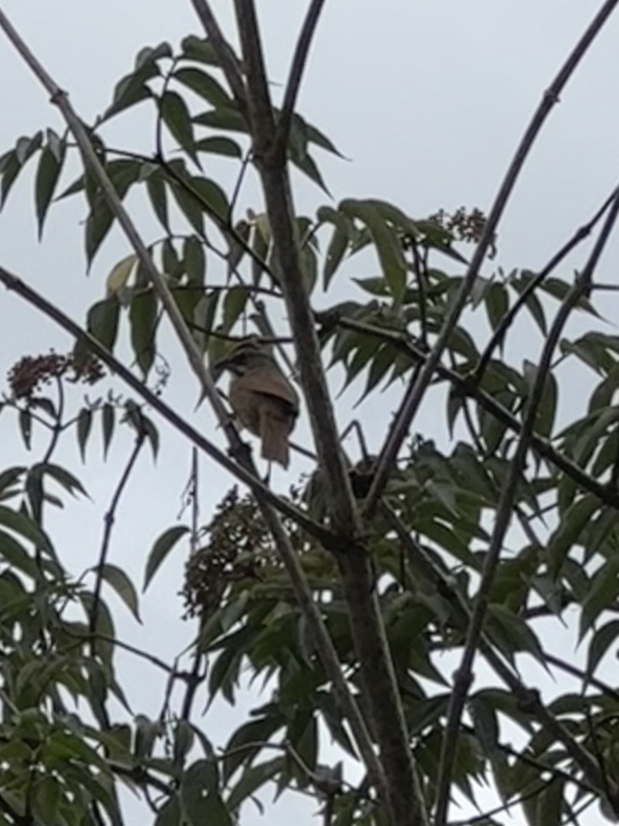Rusty Sparrow - ML637647564