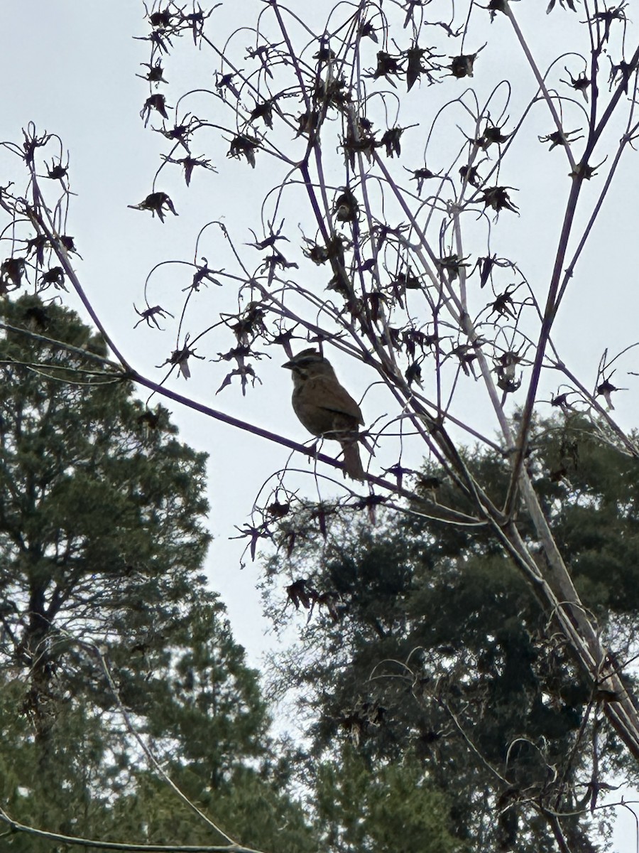 Rusty Sparrow - ML637647565