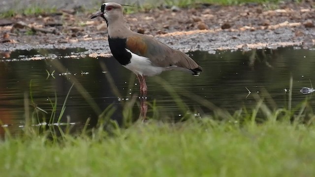 ナンベイタゲリ - ML637647659