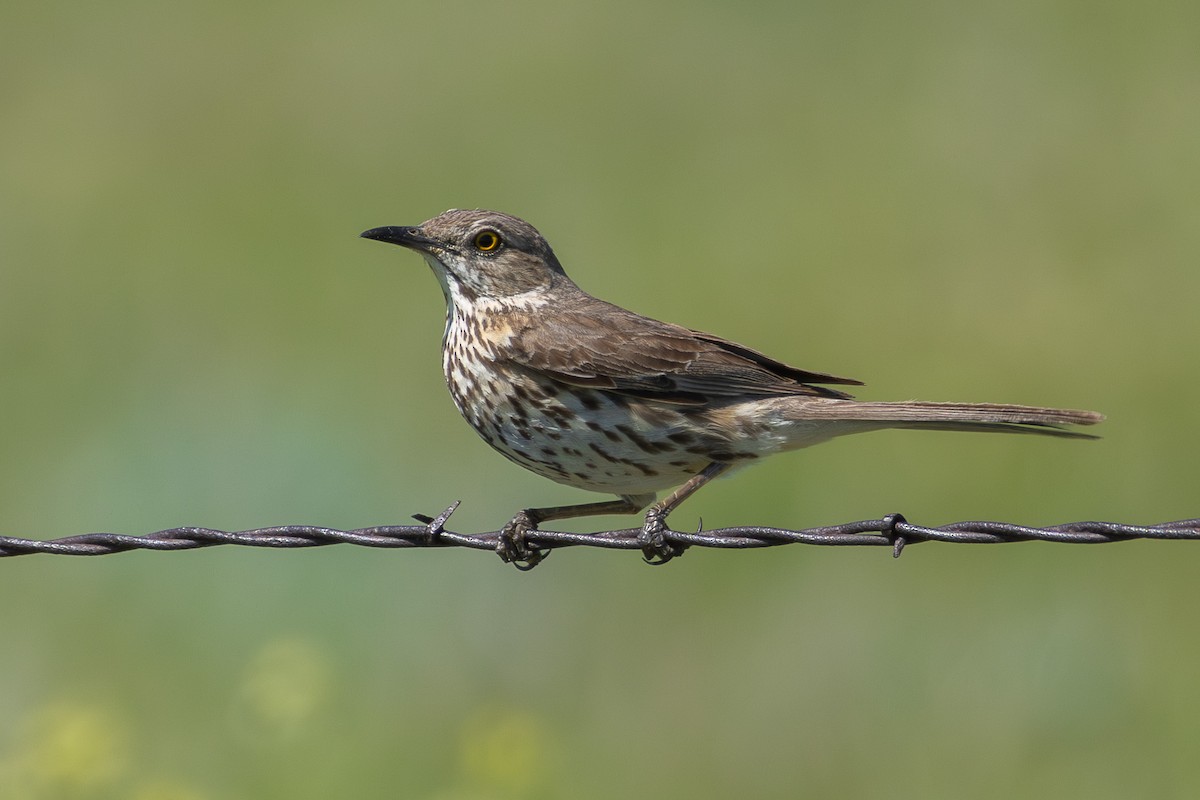 Sage Thrasher