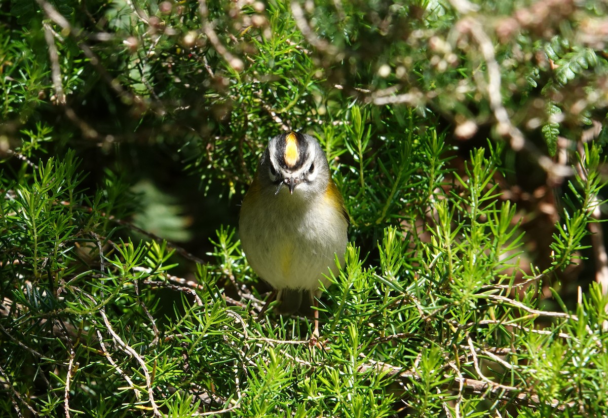 Madeira Firecrest - ML637647711