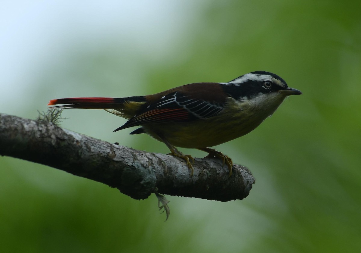 Red-tailed Minla - ML637647723