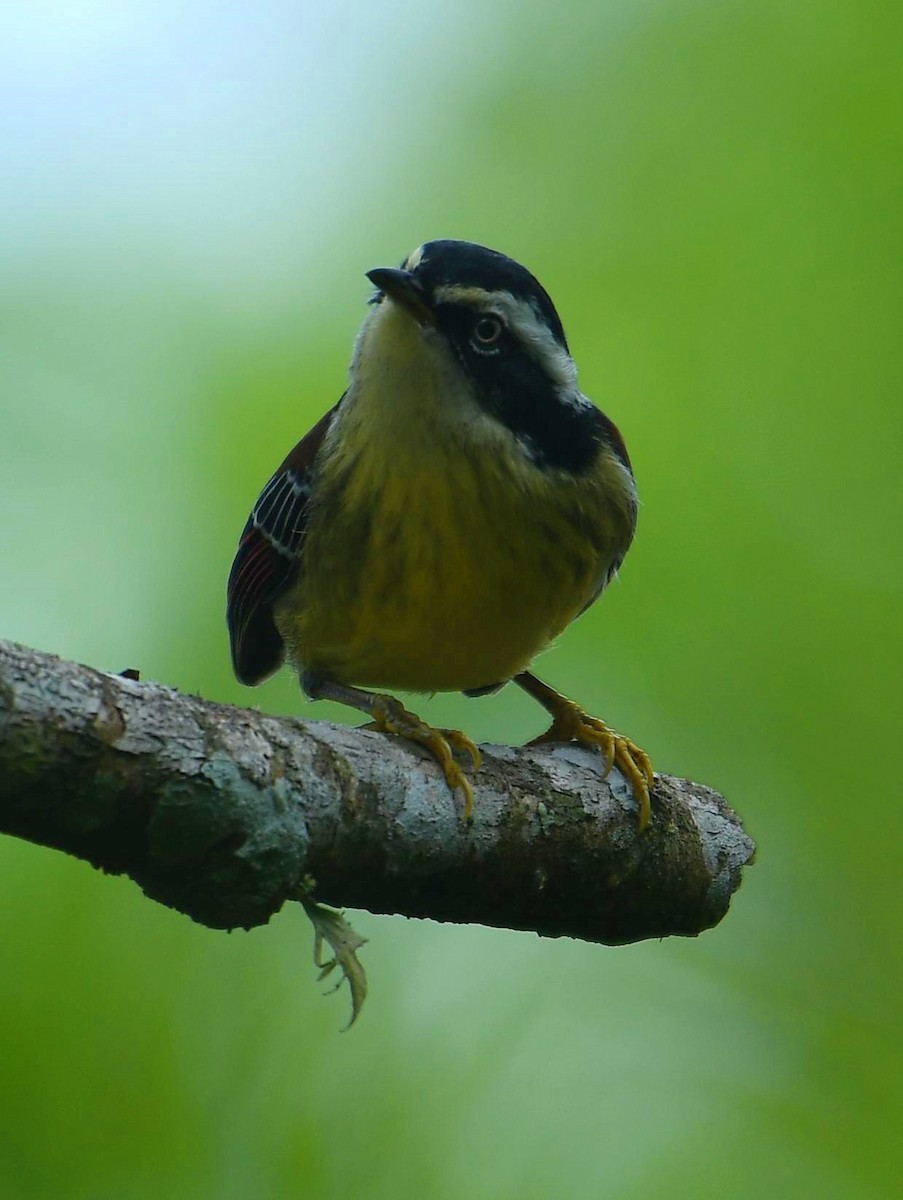 Red-tailed Minla - ML637647724