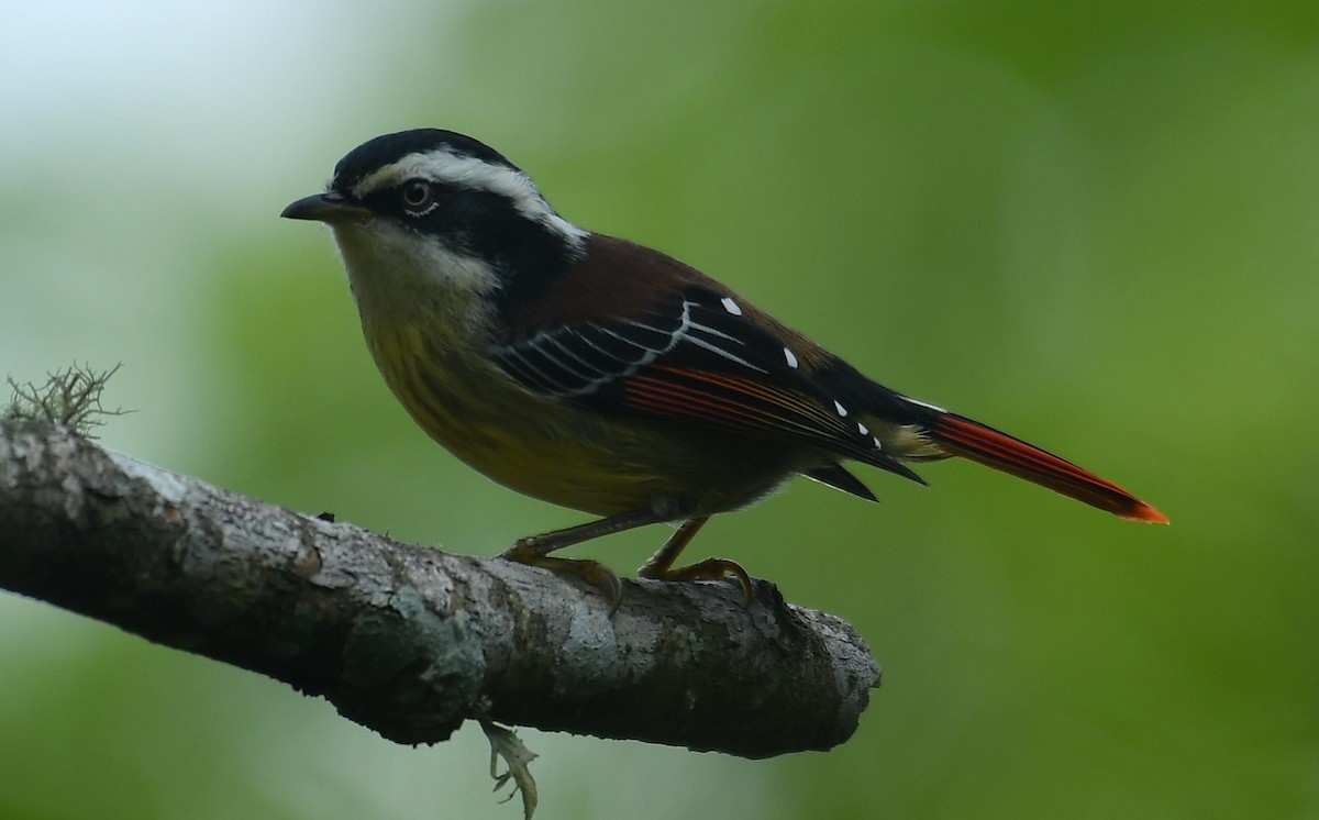 Red-tailed Minla - ML637647725