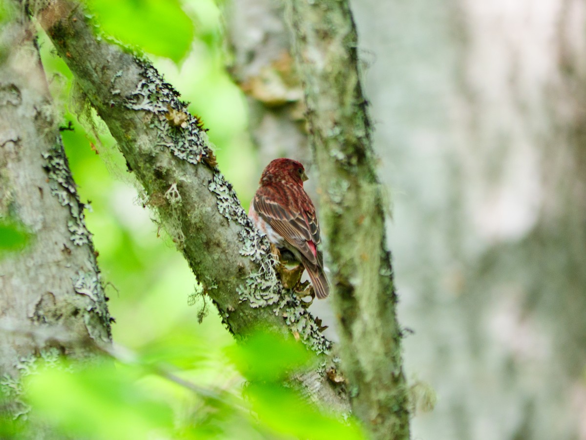Purple Finch - ML637647747