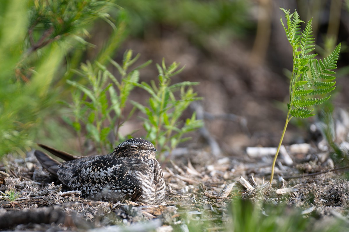 Common Nighthawk - ML637647769