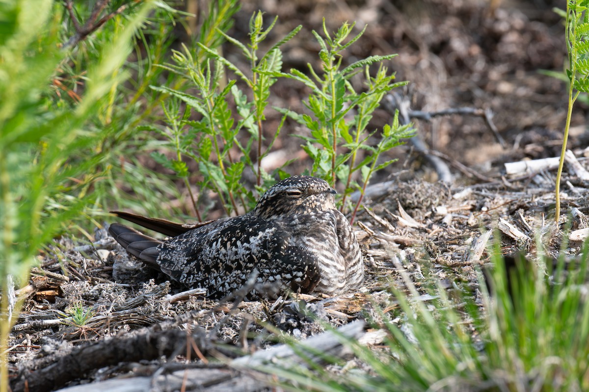 Common Nighthawk - ML637647770