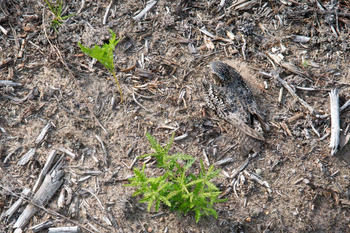 Common Nighthawk - ML637647771