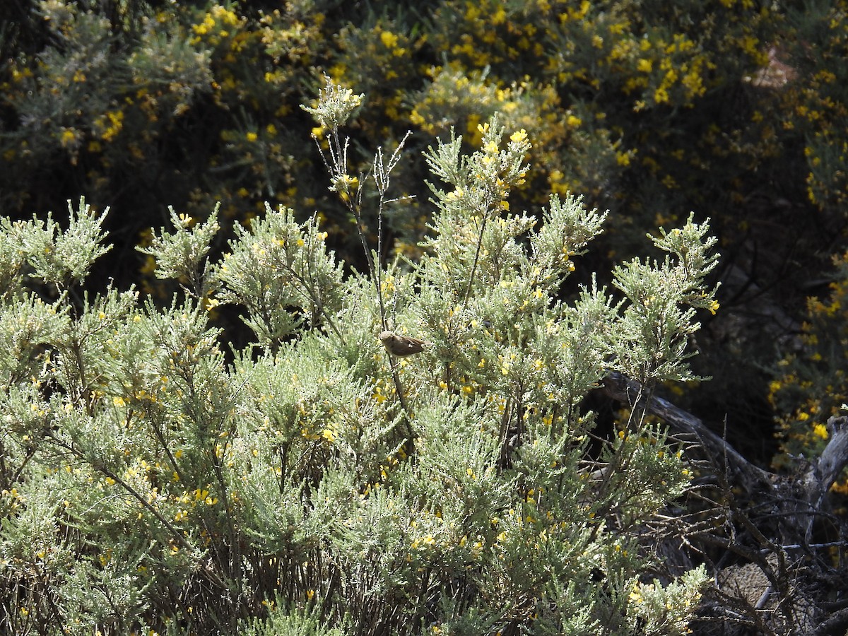 Canary Islands Chiffchaff - ML637647773