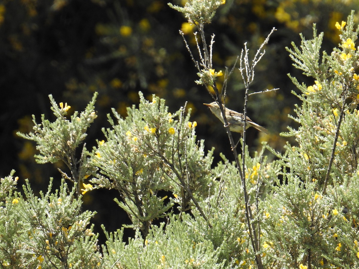 Canary Islands Chiffchaff - ML637647774