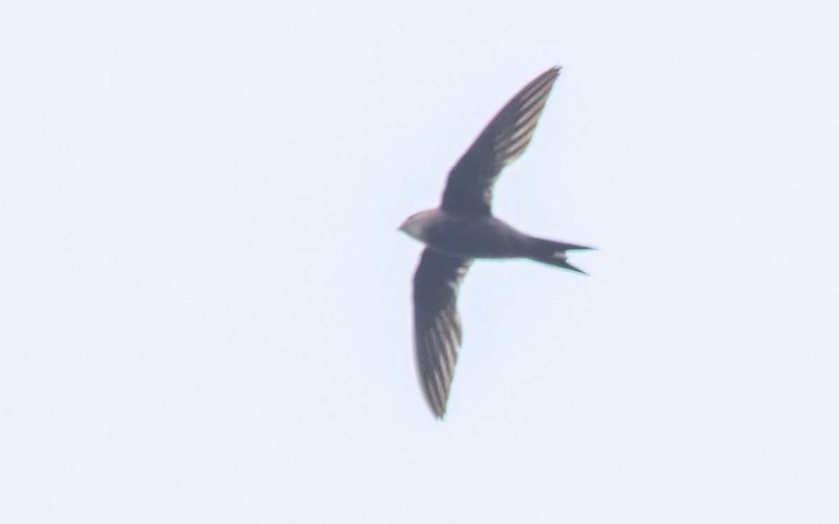 Mottled Swift - ML637647790