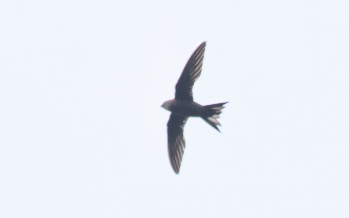 Mottled Swift - ML637647791