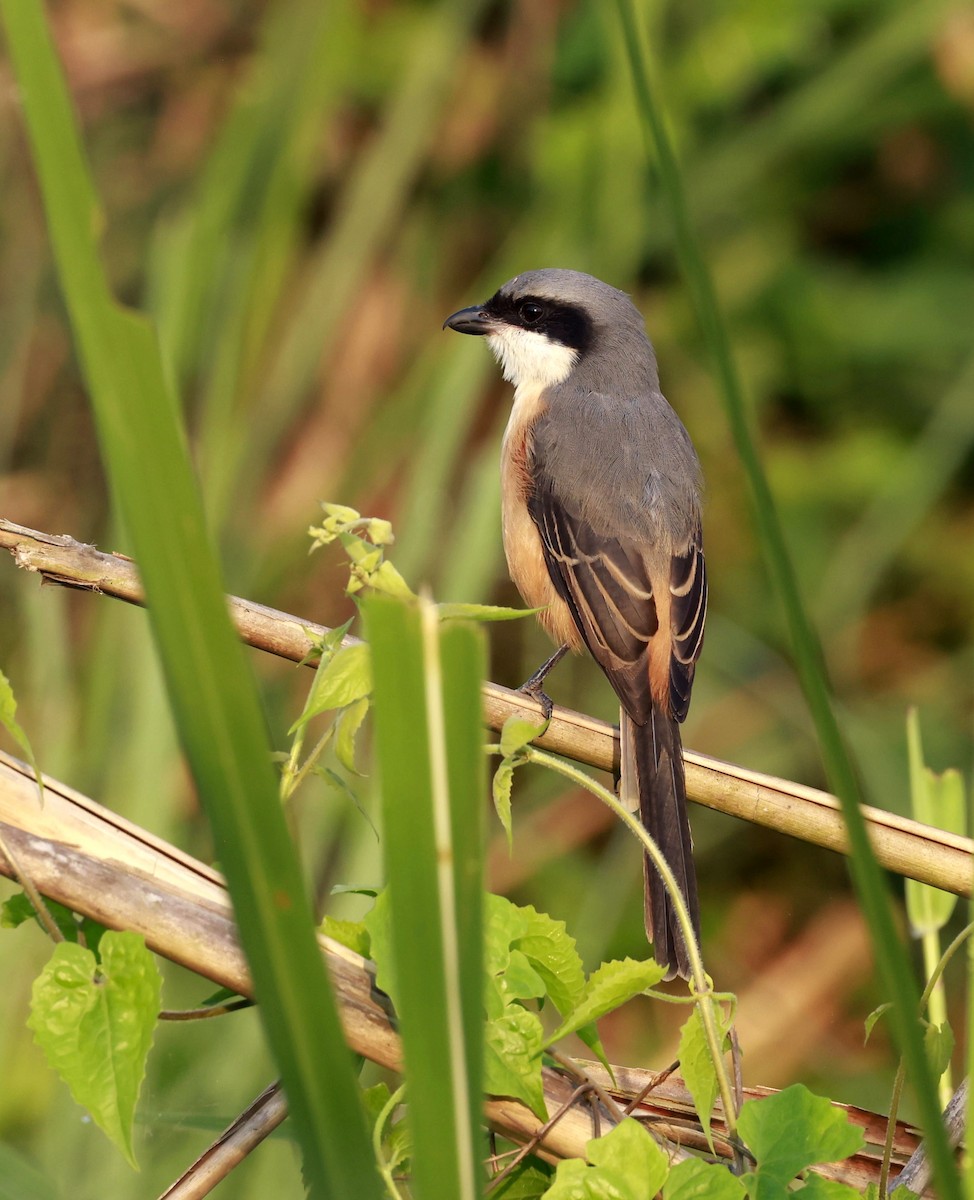 Gray-backed Shrike - ML637647820