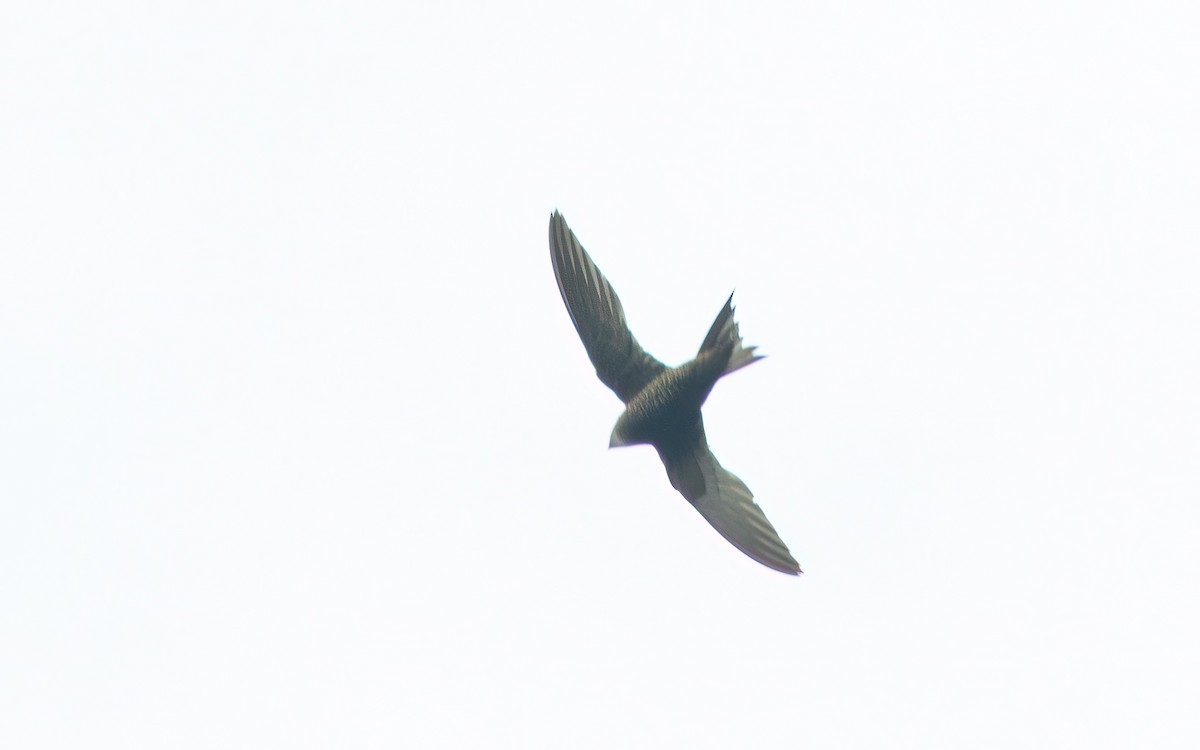 Mottled Swift - ML637647848
