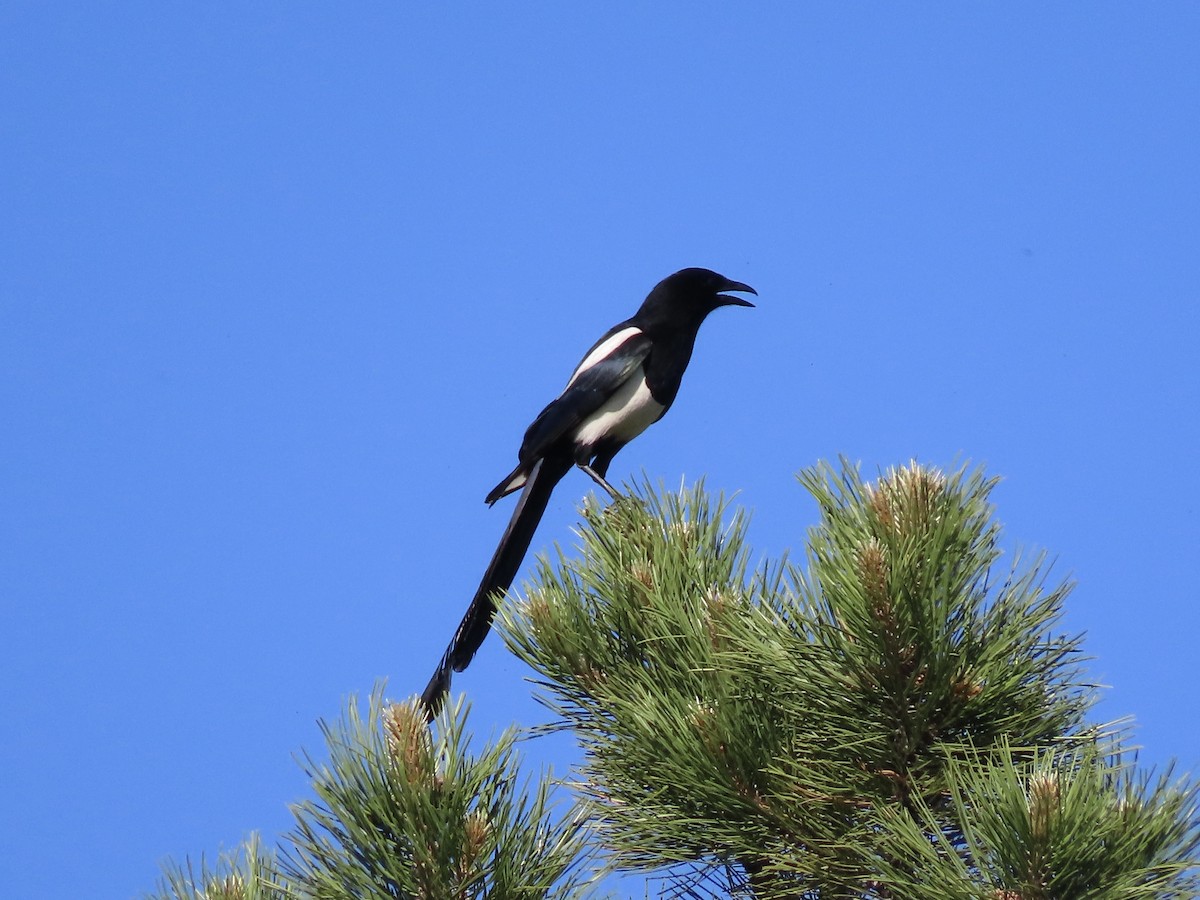 Black-billed Magpie - ML637647875