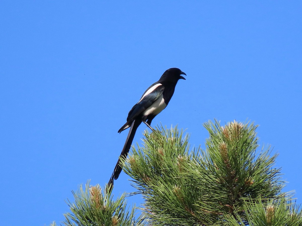 Black-billed Magpie - ML637647881