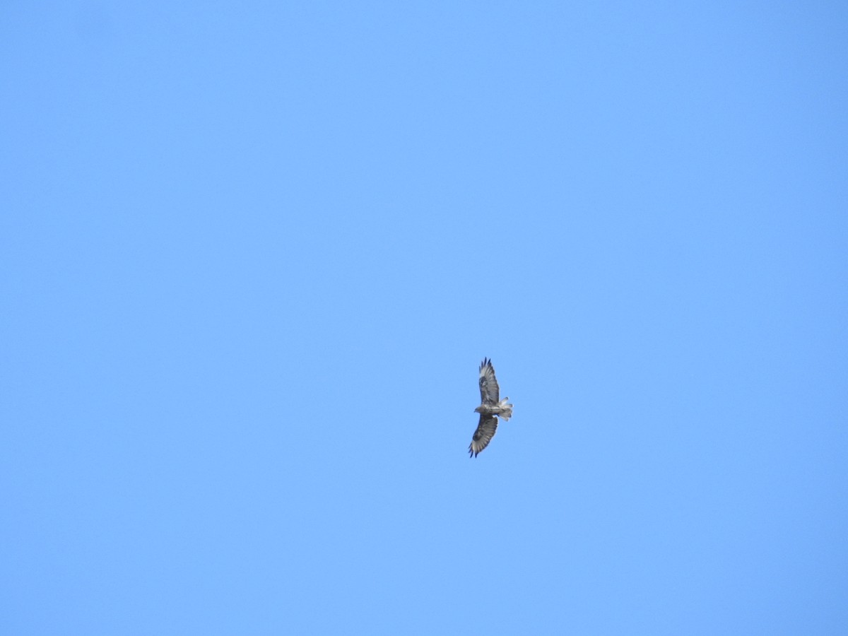 Common Buzzard (Canary Is.) - ML637647888