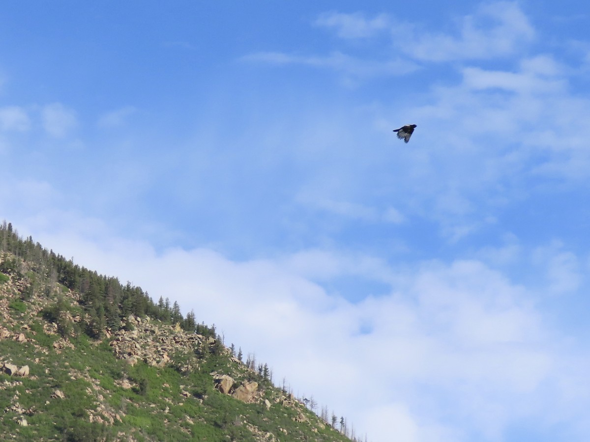 Black-billed Magpie - ML637647894