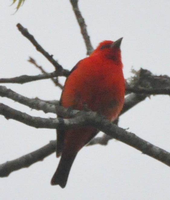 Scarlet Tanager - ML637647942