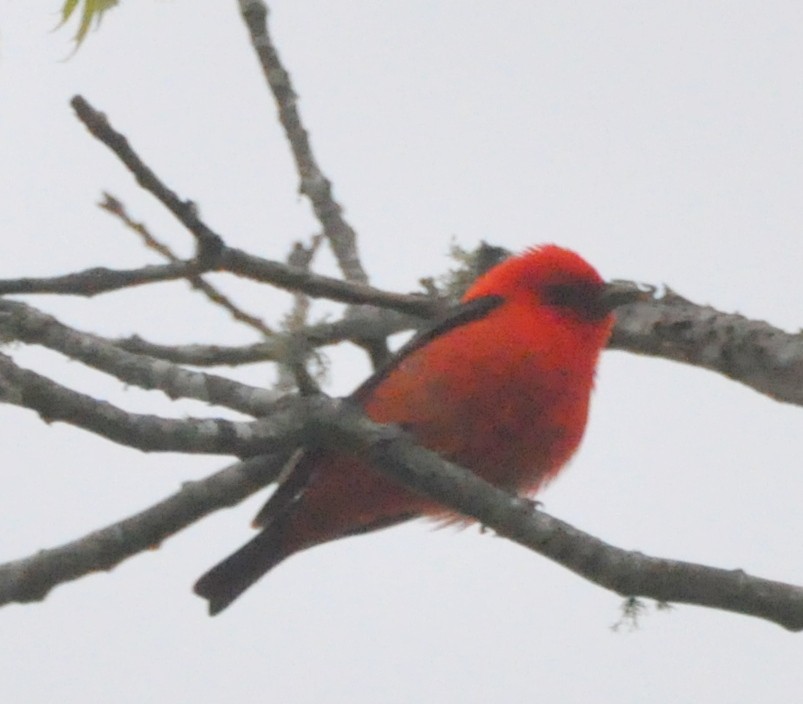 Scarlet Tanager - ML637647943