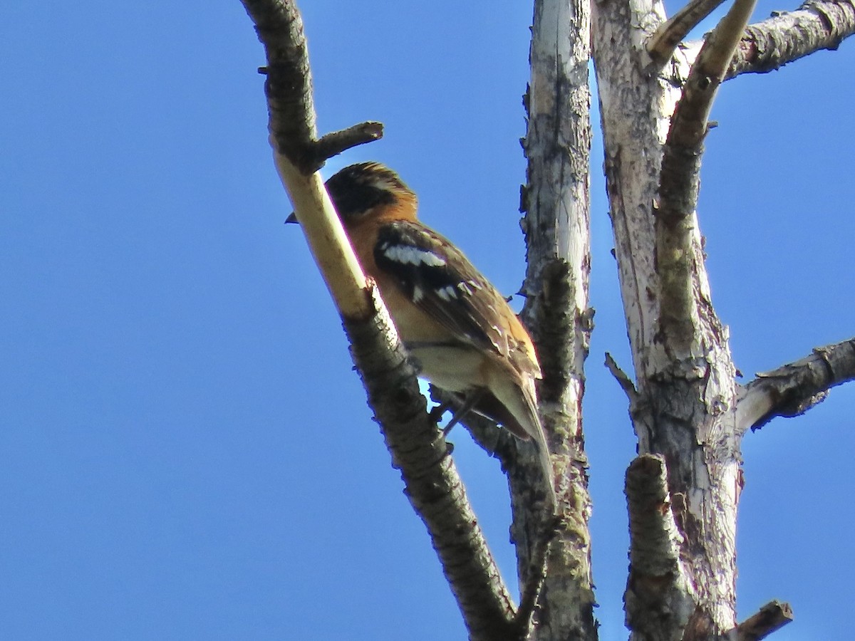 Black-headed Grosbeak - ML637647958