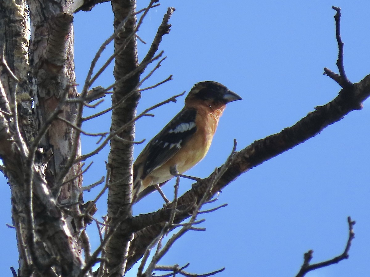 Black-headed Grosbeak - ML637647971