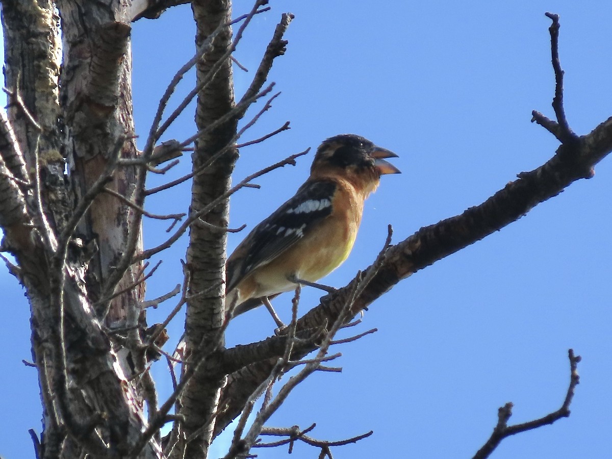 Black-headed Grosbeak - ML637647972